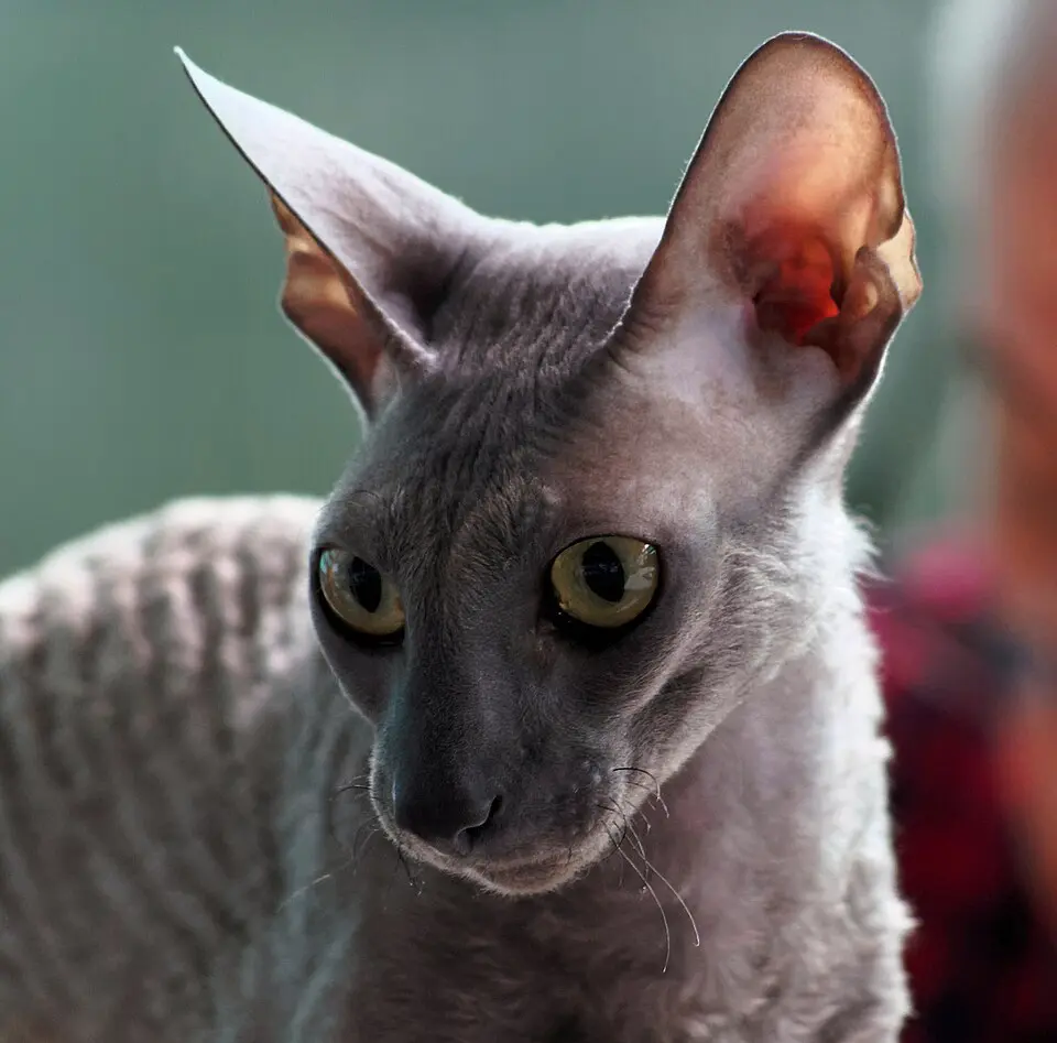 Cornish Rex detail hlavy