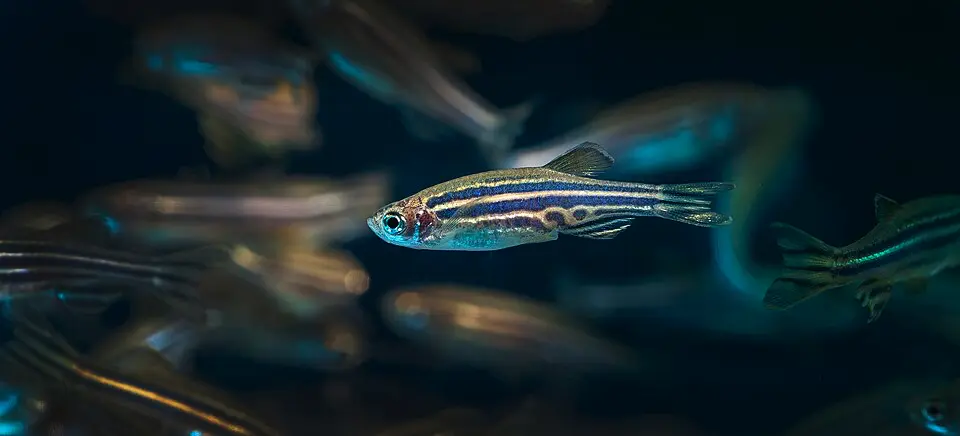Danio pruhované detail z boku