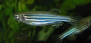 Danio pruhované detail