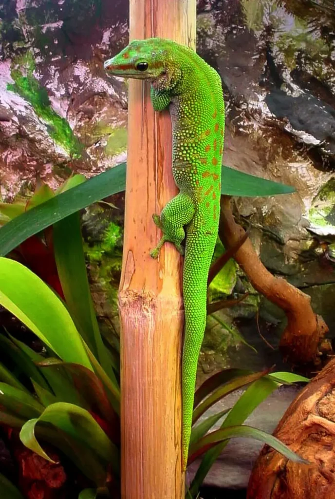 Felsuma madagaskarská na suchom bambuse
