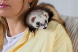 Fretka domáca na pleci mladej ženy
