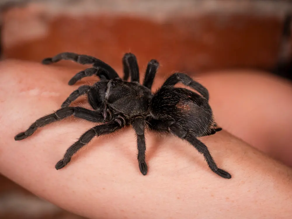 Grammostola pulchra na ruke chovateľa