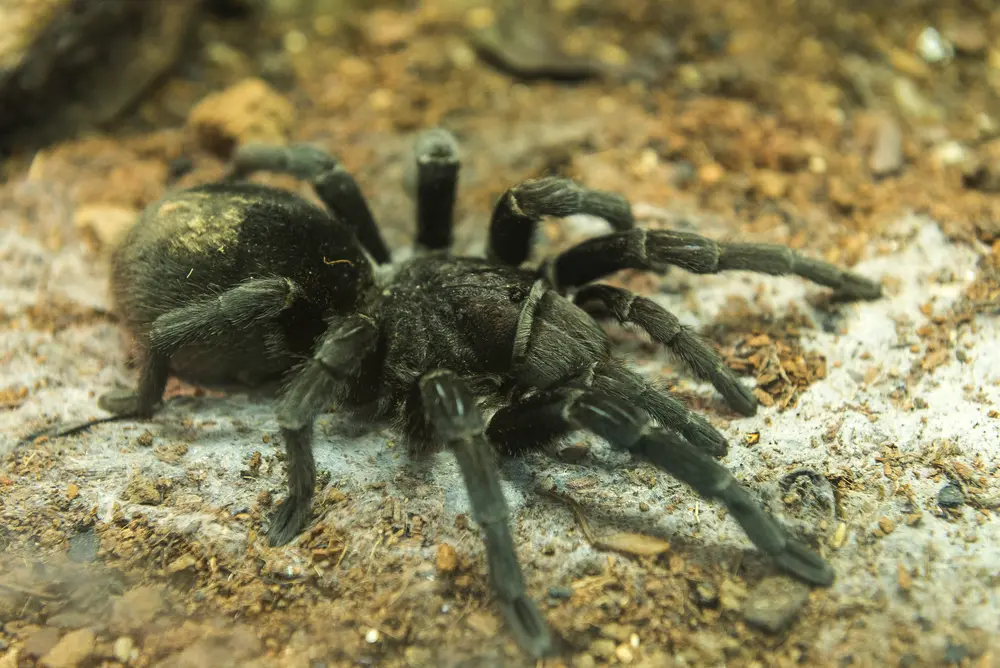 Grammostola pulchra na zemi v teráriu