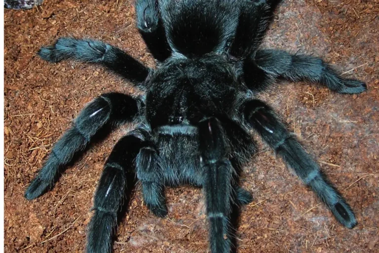 Grammostola pulchra na zemi teráriu