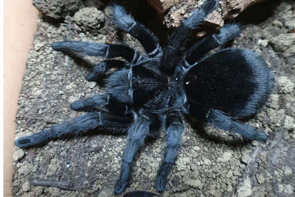 Grammostola pulchra v teráriu