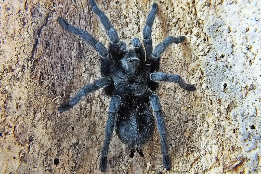 Grammostola pulchra v prírode
