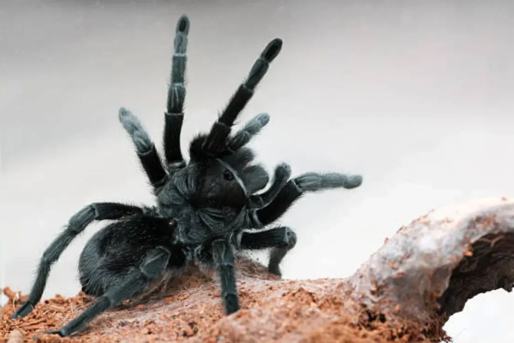 Grammostola pulchra n skle v teráriu