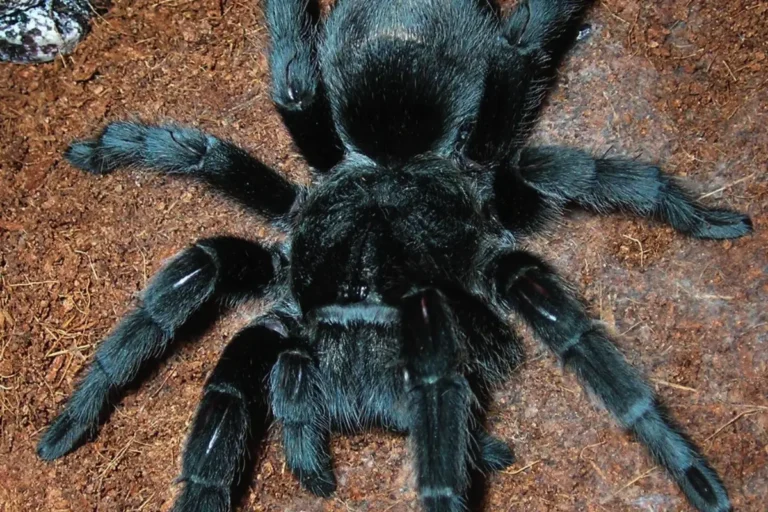 Grammostola pulchra