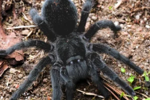 Grammostola pulchra na zemi v prírode