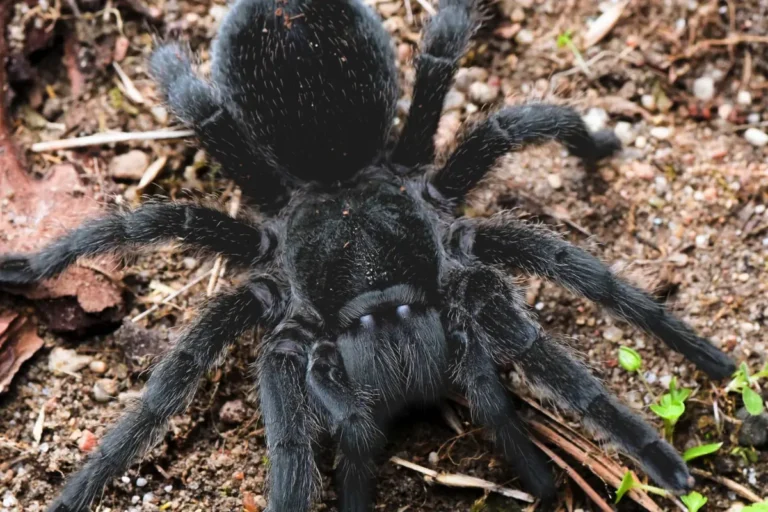 Grammostola pulchra na zemi v prírode