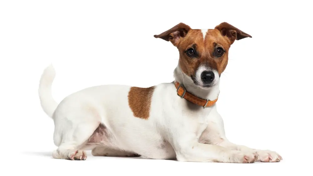 Jack Russell teriér na bielom pozadí