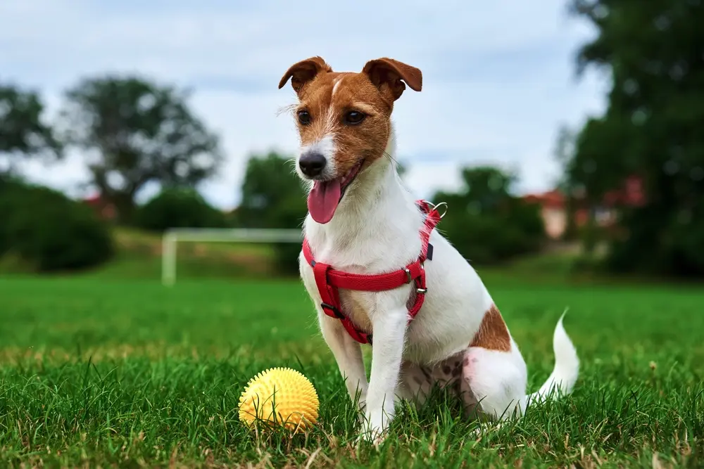 Jack Russell teriér na trávniku s loptičkou