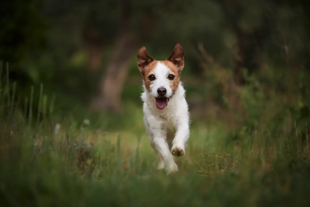 Jack Russell teriér v prírode v behu