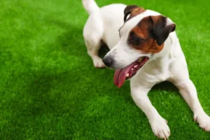 Jack Russell teriér leží na trávniku