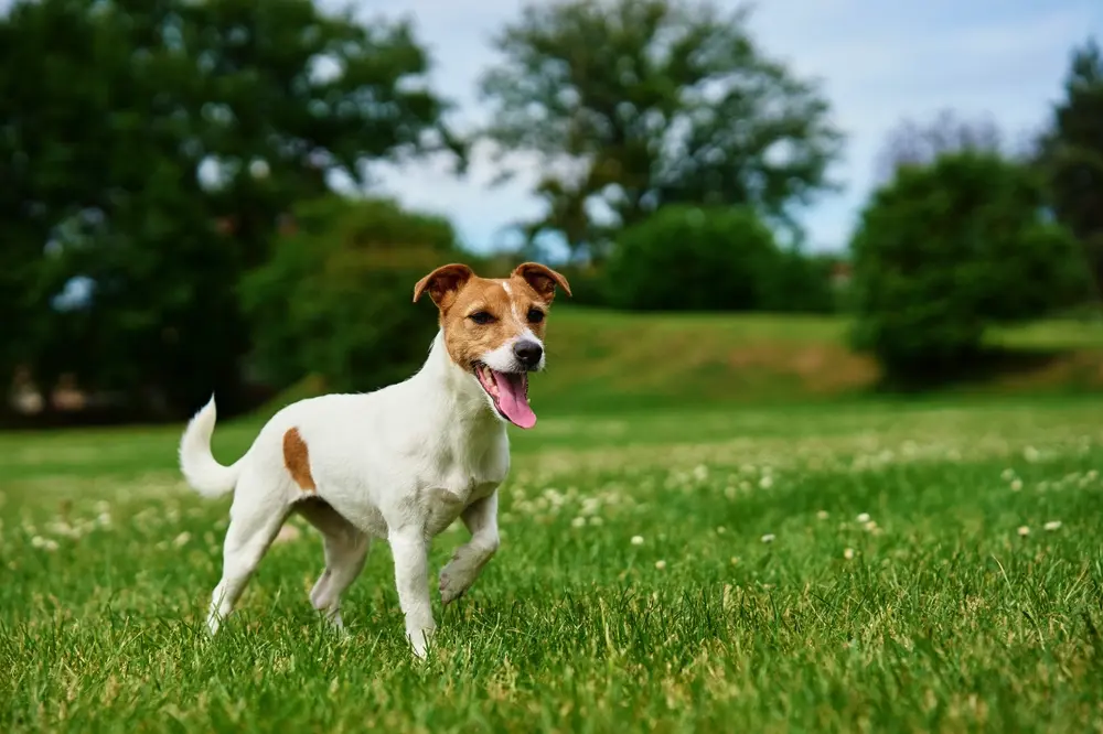 Jack Russell teriér na trávniku v prírode