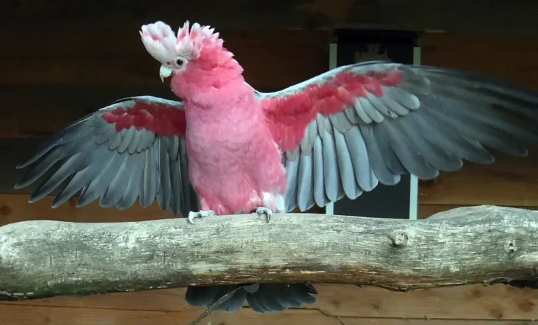 Kakadu ružový vo voliére s roztiahnutými krídlami
