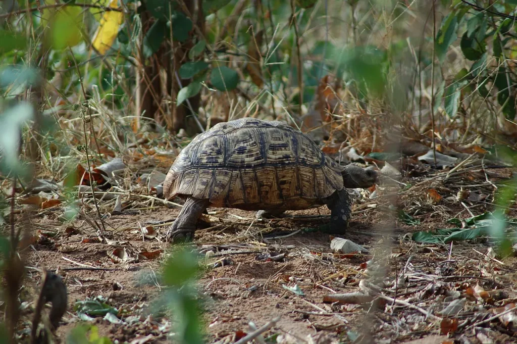 Korytnačka leopardia v prírode