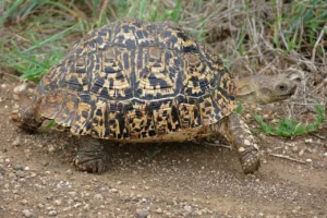 Korytnačka leopardia v prírode pri tráve