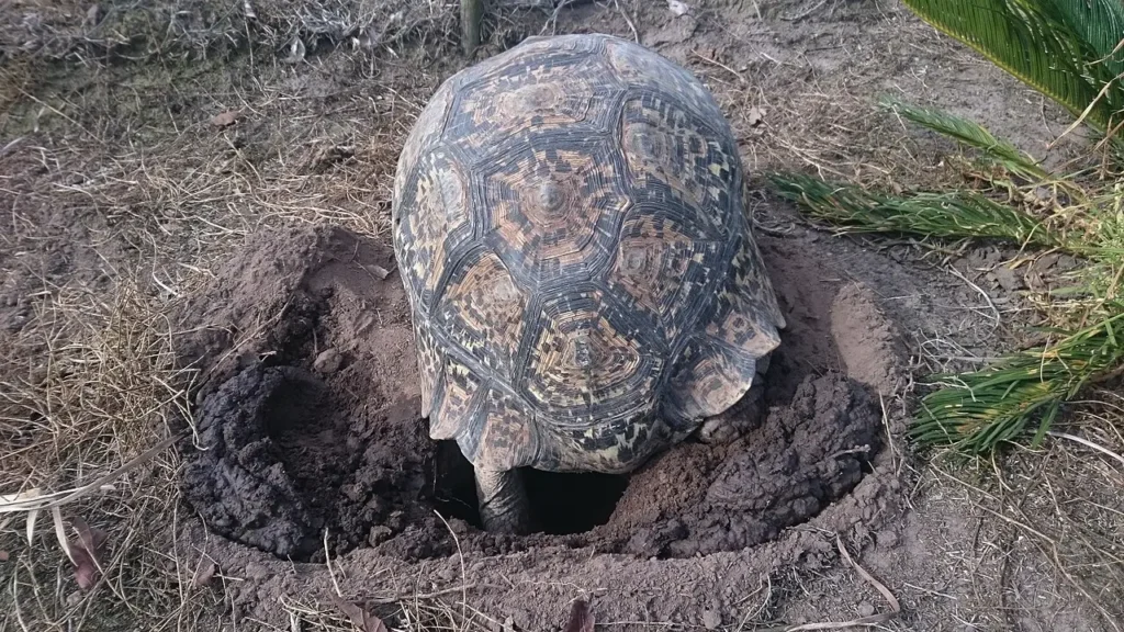 Korytnačka leopardia. pri hrabaní diery na vajička