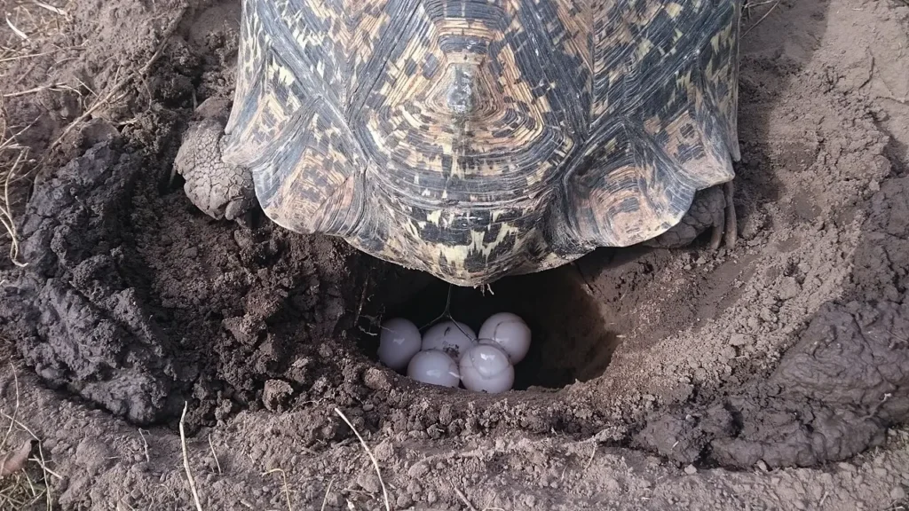 Korytnačka leopardia pri kladení vajíčok