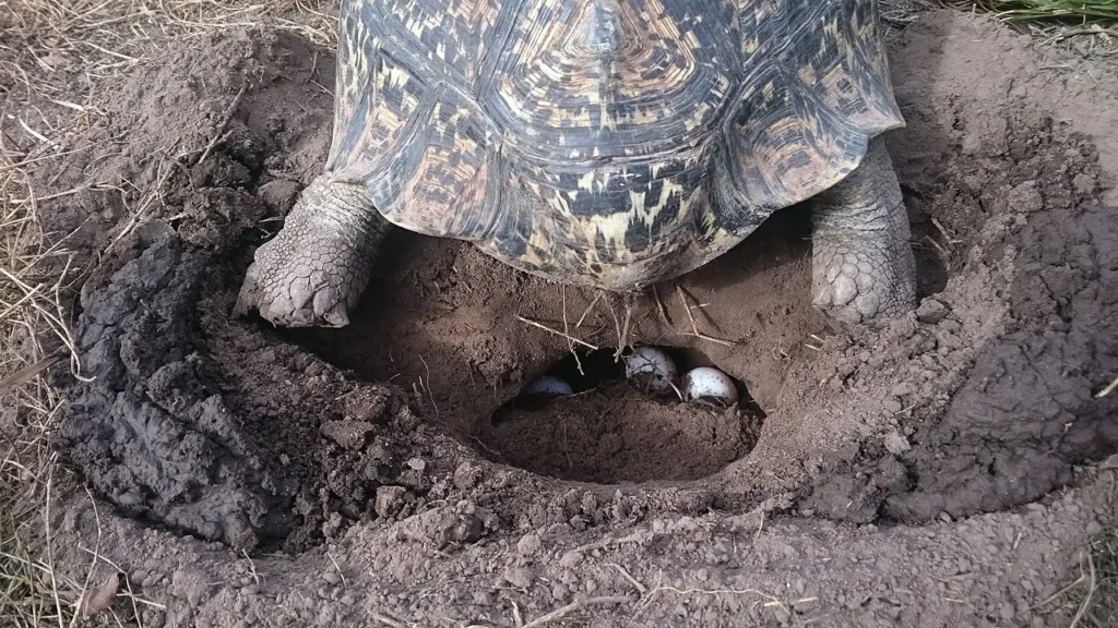 Korytnačka leopardia pri zahrabaný vajičok