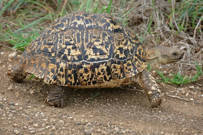 Korytnačka leopardia v prírode pri tráve