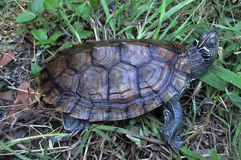 Korytnačka ostrohrbá pohlaď z hora