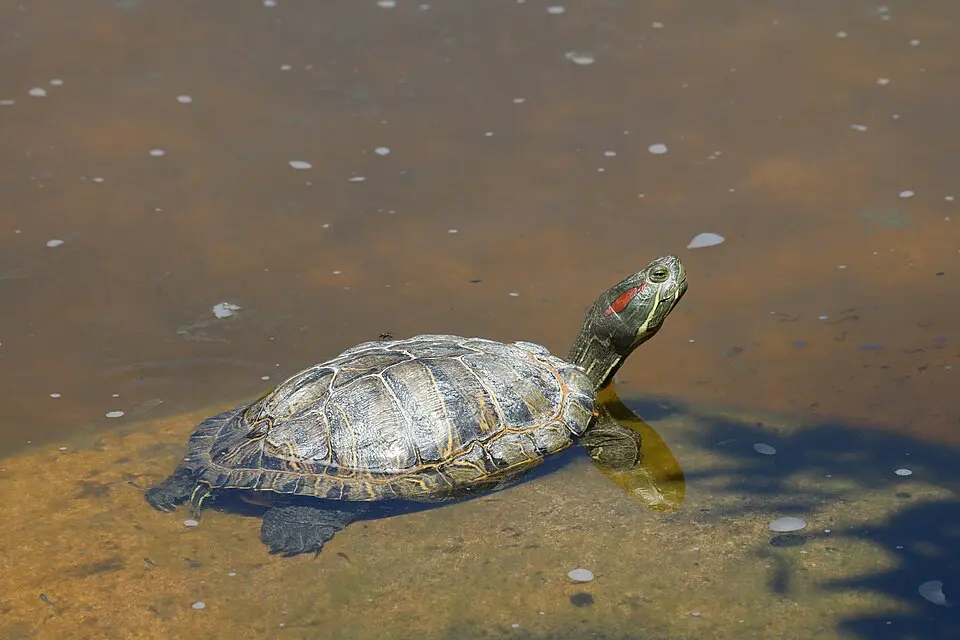 Korytnačka písmenková vo vode na brehu