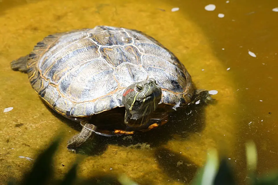 Korytnačka písmenková na kameni vo vode