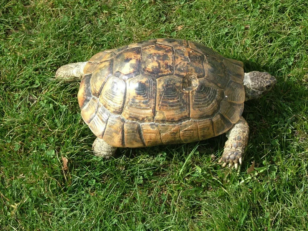 Korytnačka žltohnedá na tráve