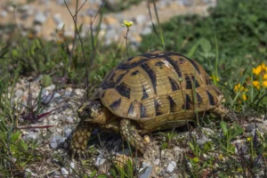 Korytnačka žltohnedá v prírode