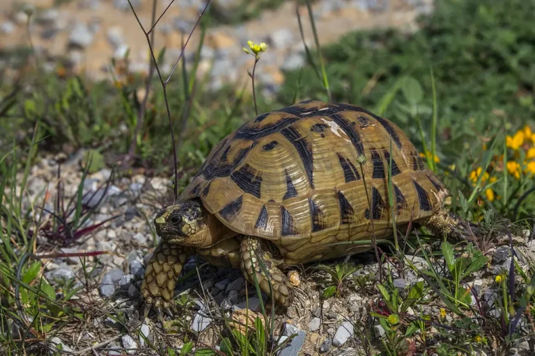 Korytnačka žltohnedá v prírode