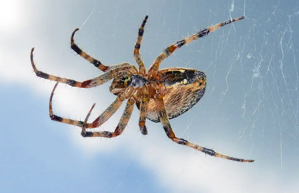 Krížak obyčajný v sieti fotení zo spodku