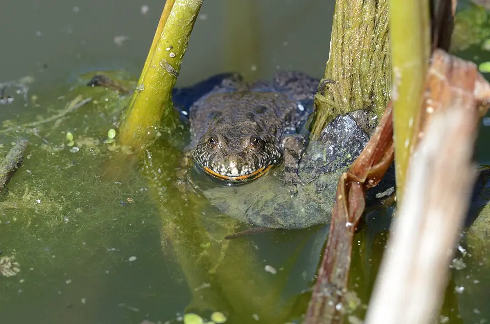 Kunka červenobruchá vo vode medzi bambusmi