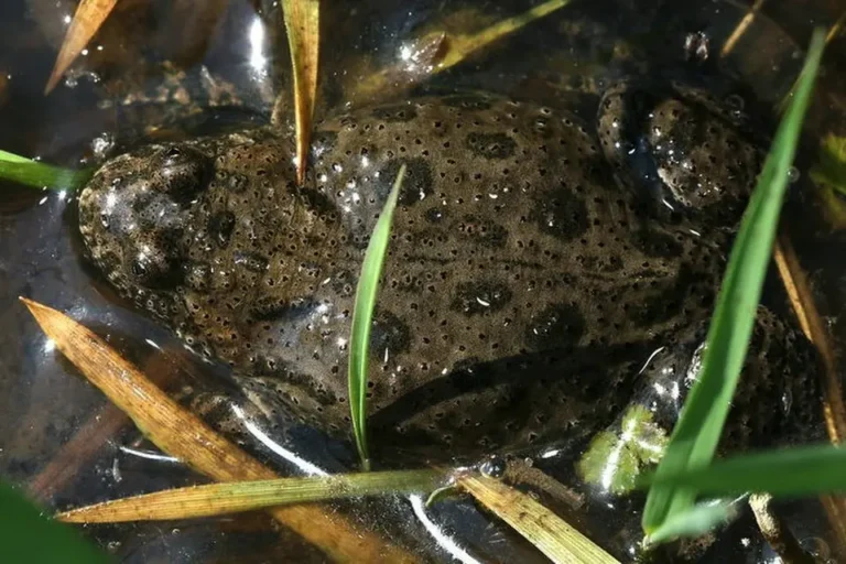Kunka červenobruchá v prírode v močiari vo vode