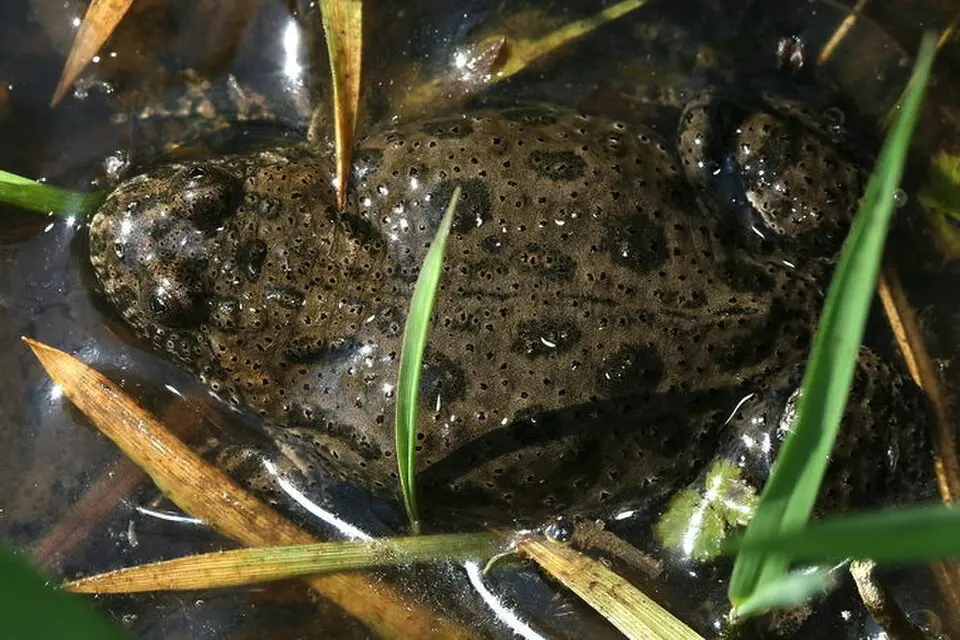 Kunka červenobruchá v prírode v močiari vo vode