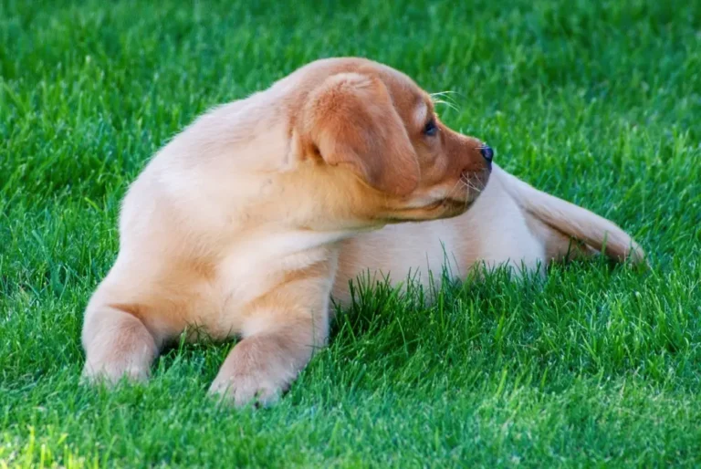 Labrador Retriever mladý pes leží na tráve