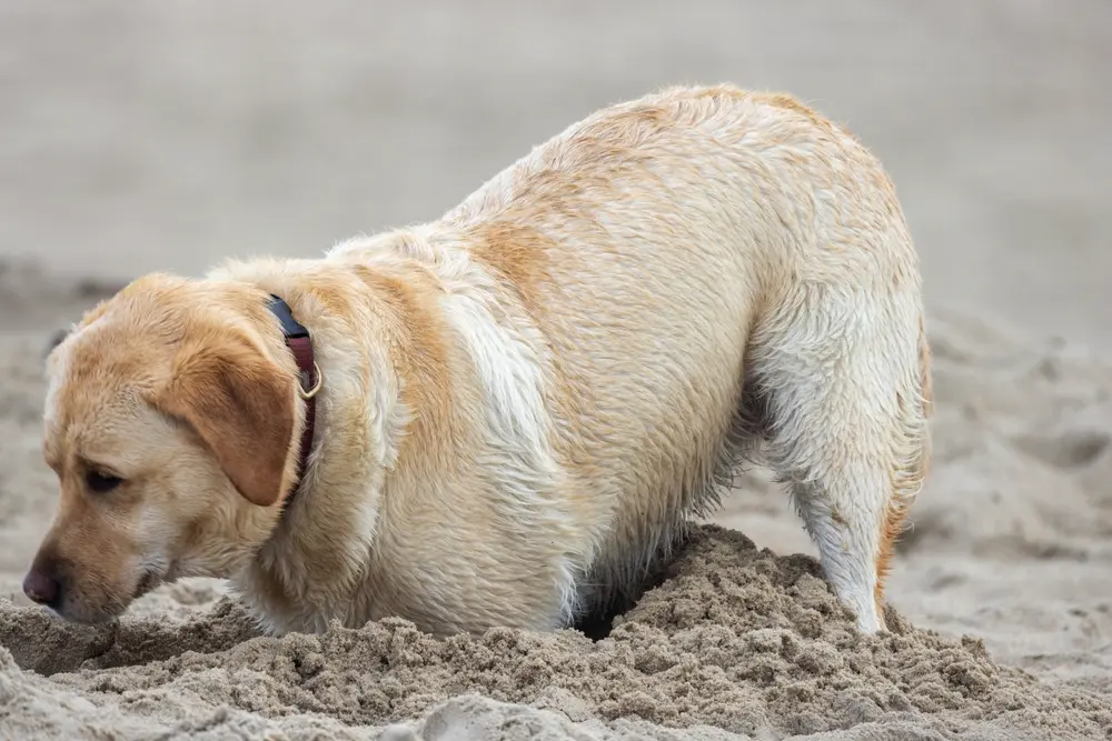 Labrador retriever hrabe v piesku ako by niečo hľadal