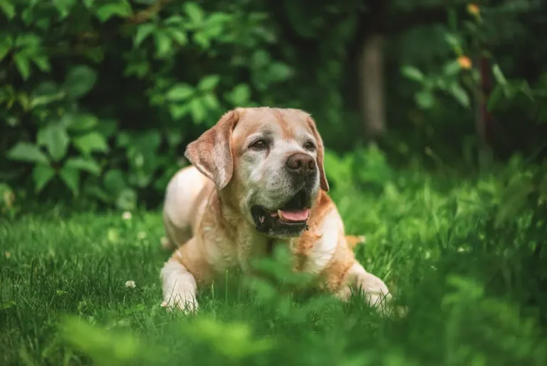 Labrador retriever v strehu lečí a čaká na povel v tráve