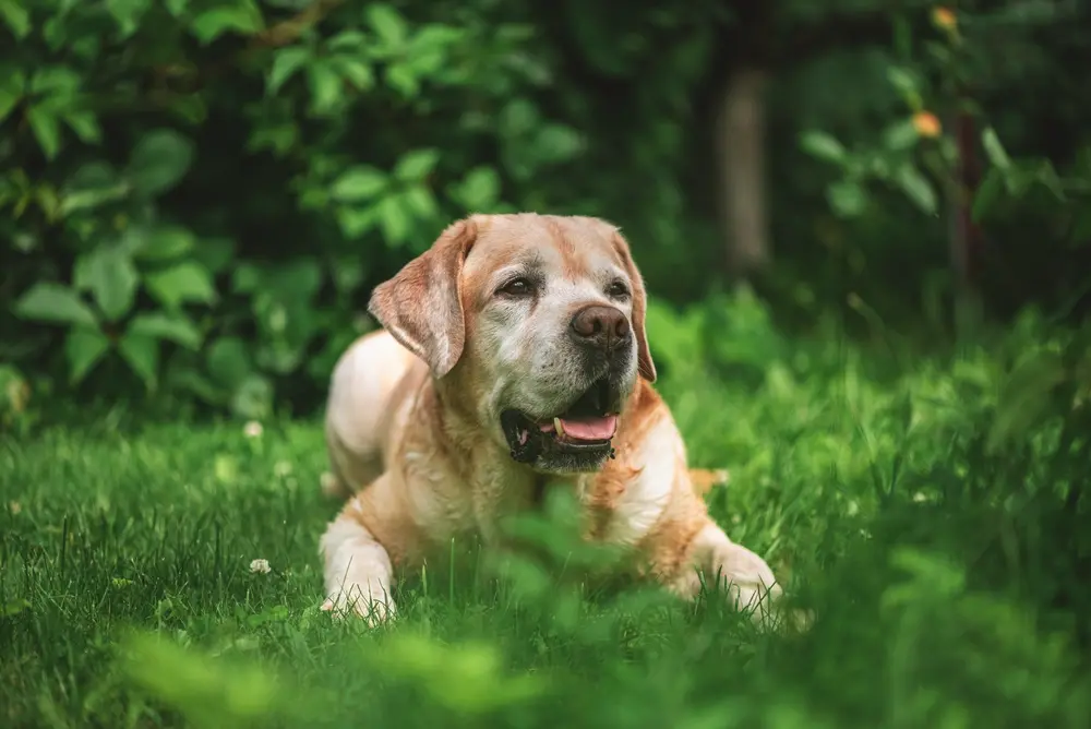 Labrador retriever v strehu lečí a čaká na povel v tráve