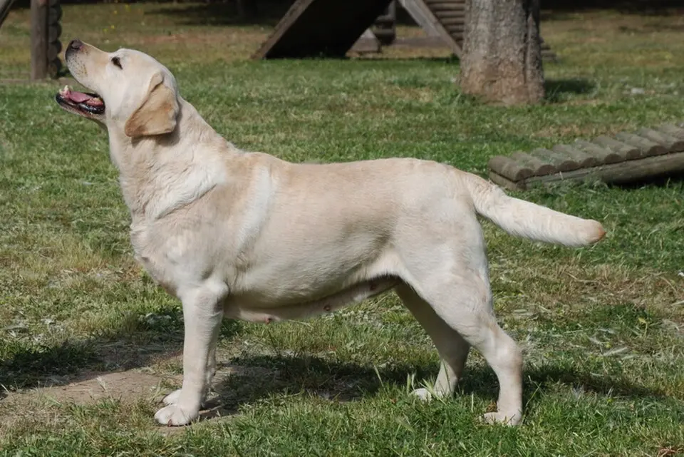 Labrador retriever stoji poslušne na cvičisku