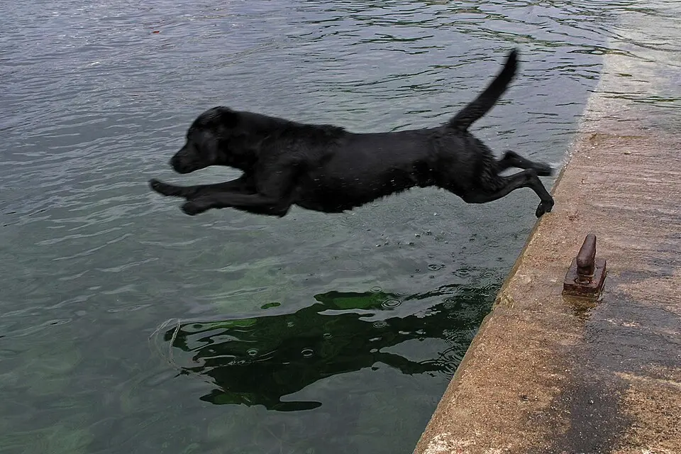 Labrador retriever čierny skáče z móla do vody ako by išiel niekoho zachrániť