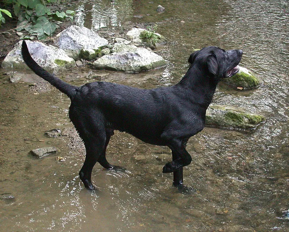 Labrador retriever čierny stoji na kraji jazera