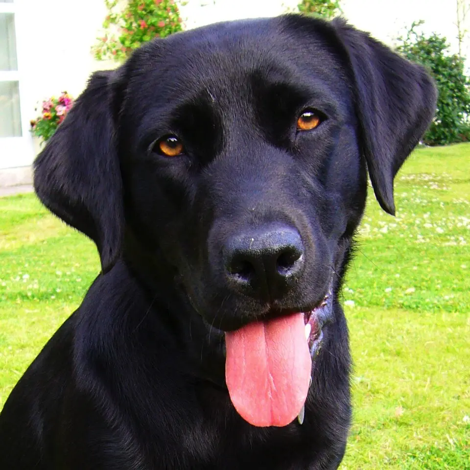 Labrador retriever čierny detail hlavy psa