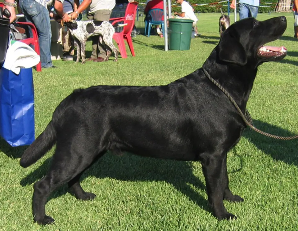 Labrador retriever čierny stoji poslušne na cvičisku s pohľadom na majiteľa