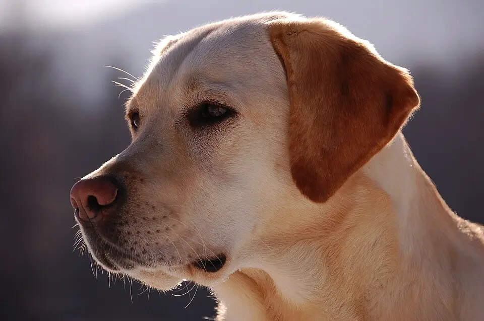 Labrador retriever detail hlavy