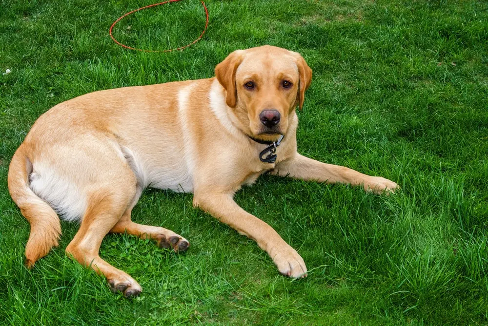 Labrador retriever v pokoji leží na n trávniku