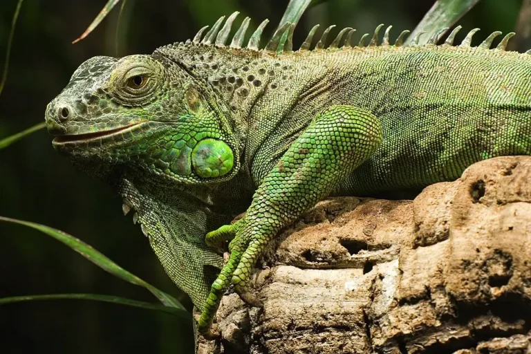 Leguán zelený detail prednej časti jaštera