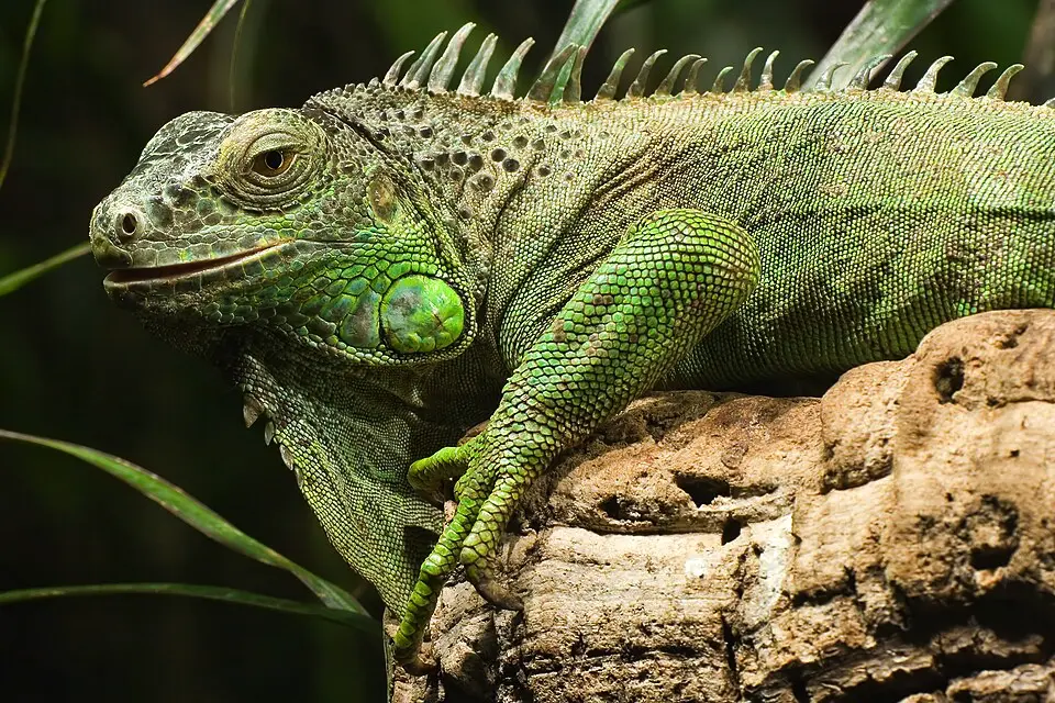 Leguán zelený detail prednej časti jaštera