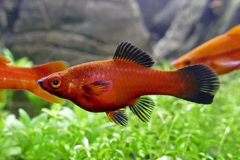 Mečúň mexický samica